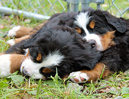 Kanada Bernese Mountain Dog Nova Scotia Cape Breton
